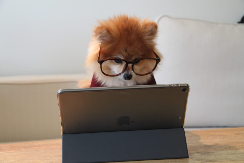 Szemüveges kutya egy tabletet néz elgondolkozva